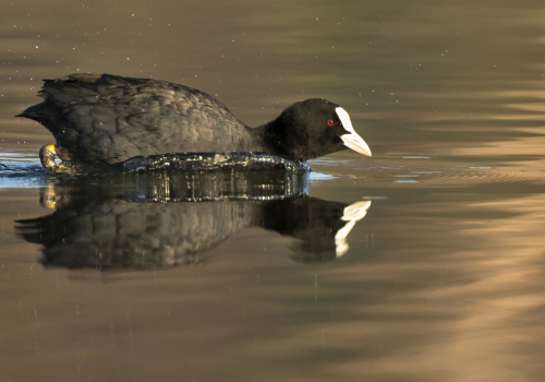 Lyska černá  (Fulica atra, syn. Fulica prior)  D53A5536ok