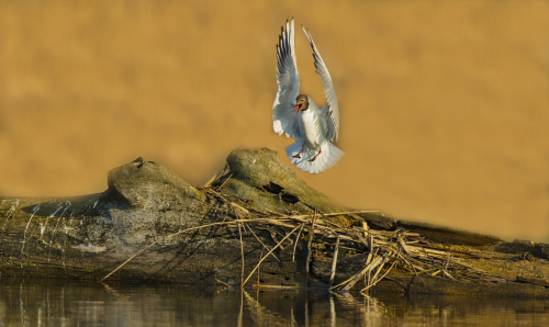 Racek chechtavý  (Chroicocephalus ridibundus)  D53A5576ok