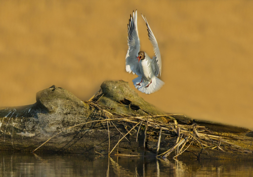 Racek chechtavý  (Chroicocephalus ridibundus)  D53A5576ok