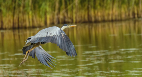 Volavka popelavá  (Ardea cinerea)  D53A5708ok