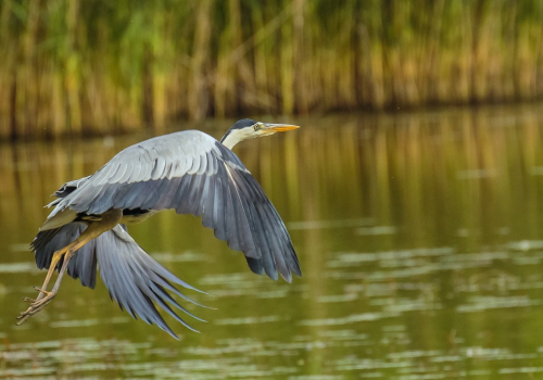 Volavka popelavá  (Ardea cinerea)  D53A5708ok