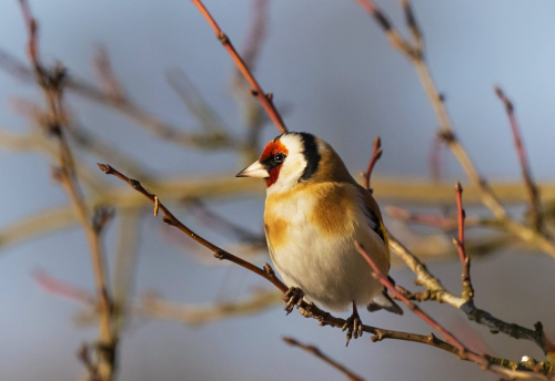 Stehlík obecný  (Carduelis carduelis)  D53A5735ok