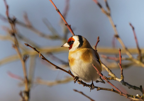 Stehlík obecný  (Carduelis carduelis)  D53A5735ok