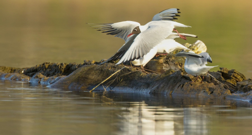 Racek chechtavý  (Chroicocephalus ridibundus)  D53A5987ok