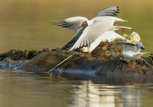 Racek chechtavý  (Chroicocephalus ridibundus)  D53A5987ok