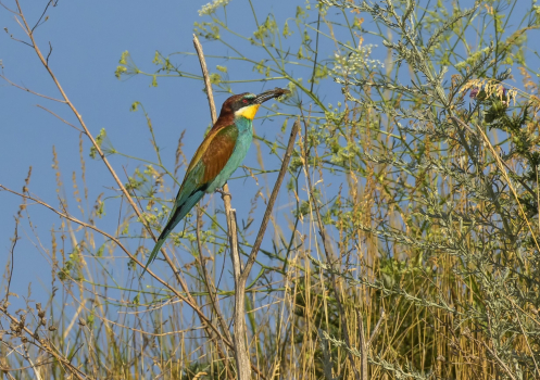 Vlha pestrá  (Merops apiaster)  D53A6006ok