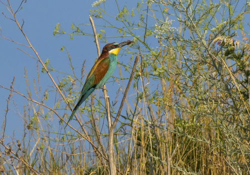 Vlha pestrá  (Merops apiaster)  D53A6006ok