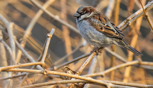 Vrabec polní  (Passer montanus)  D53A6246ok