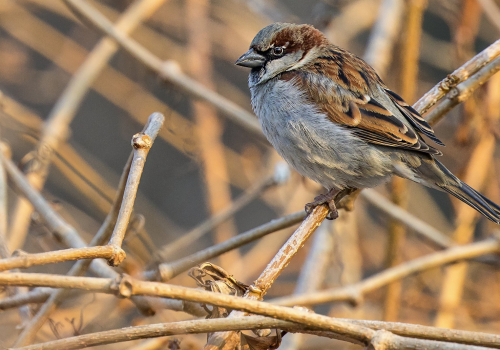 Vrabec polní  (Passer montanus)  D53A6246ok
