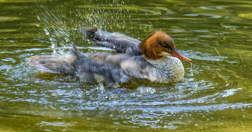 Morčák velký  (Mergus merganser)  D53A6277ok