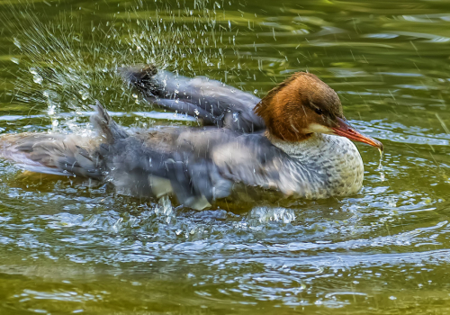 Morčák velký  (Mergus merganser)  D53A6277ok