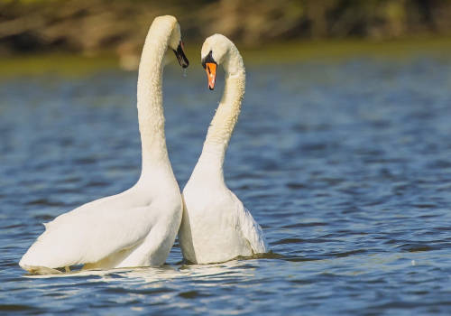 Labuť velká  (Cygnus olor)  D53A6490ok