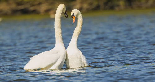 Labuť velká  (Cygnus olor)  D53A6490ok