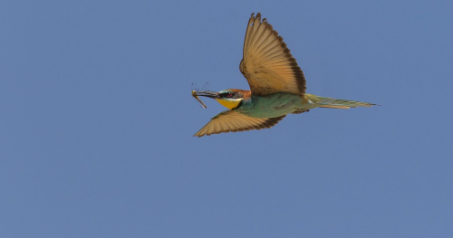 Vlha pestrá  (Merops apiaster)  D53A6555ok