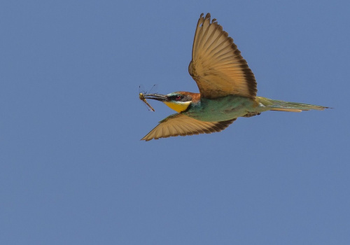 Vlha pestrá  (Merops apiaster)  D53A6555ok