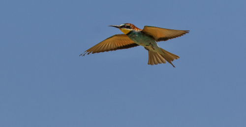 Vlha pestrá  (Merops apiaster)  D53A6715ok