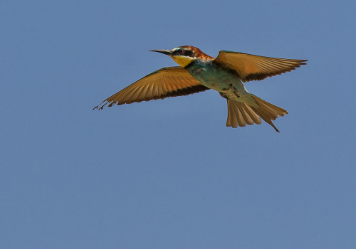 Vlha pestrá  (Merops apiaster)  D53A6715ok