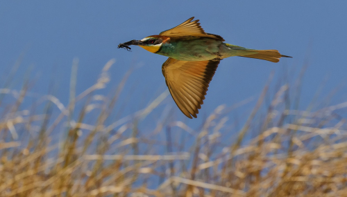 Vlha pestrá  (Merops apiaster)  D53A7011ok