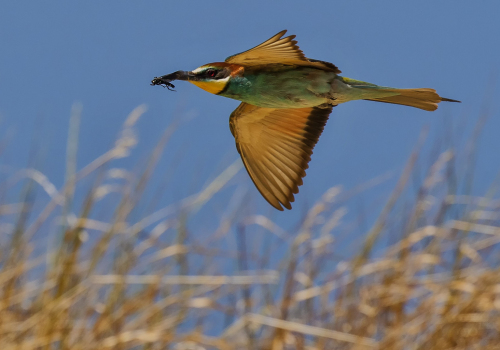 Vlha pestrá  (Merops apiaster)  D53A7011ok