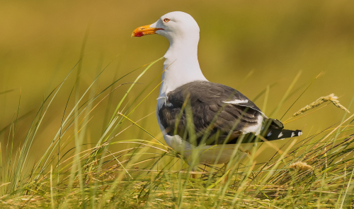 Racek stříbřitý  (Larus argentatus)  D53A7646ok