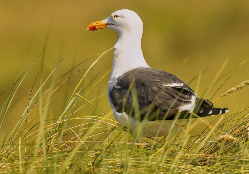 Racek stříbřitý  (Larus argentatus)  D53A7646ok