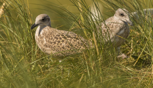 Racek stříbřitý  (Larus argentatus)  D53A7655ok