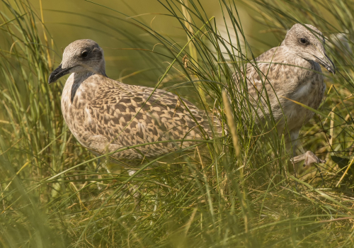 Racek stříbřitý  (Larus argentatus)  D53A7655ok