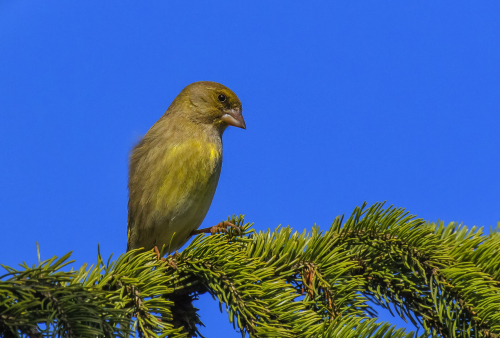 Zvonek zelený  (Chloris chloris)  D53A8102ok