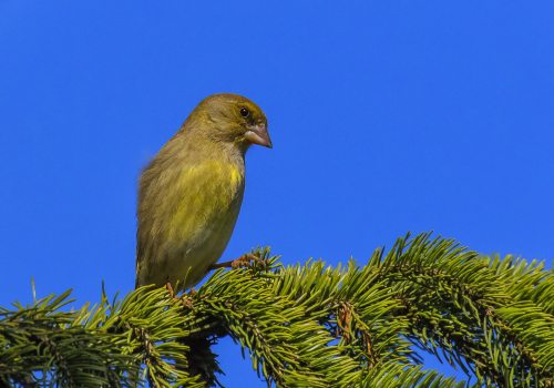 Zvonek zelený  (Chloris chloris)  D53A8102ok
