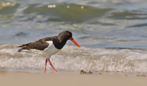 Ústřičník velký  (Haematopus ostralegus)  D53A8168ok