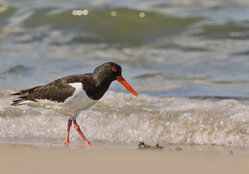 Ústřičník velký  (Haematopus ostralegus)  D53A8168ok