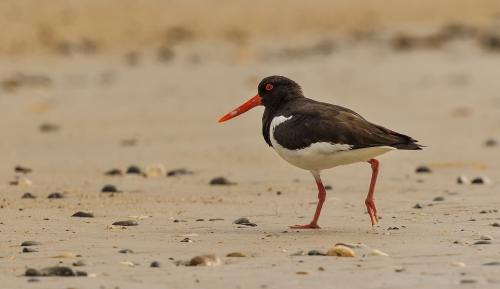 Ústřičník velký  (Haematopus ostralegus)  D53A8526ok
