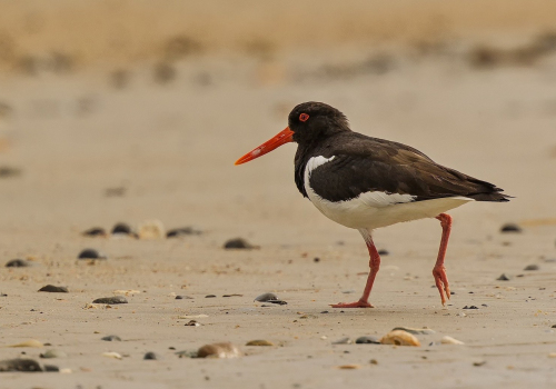 Ústřičník velký  (Haematopus ostralegus)  D53A8526ok