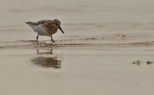 Jespák malý  (Calidris minuta)  D53A8691ok