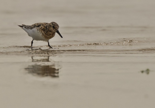 Jespák malý  (Calidris minuta)  D53A8691ok