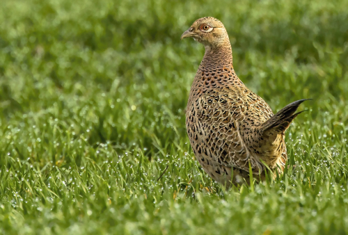 Bažant obecný  (Phasianus colchicus)  D53A8765ok