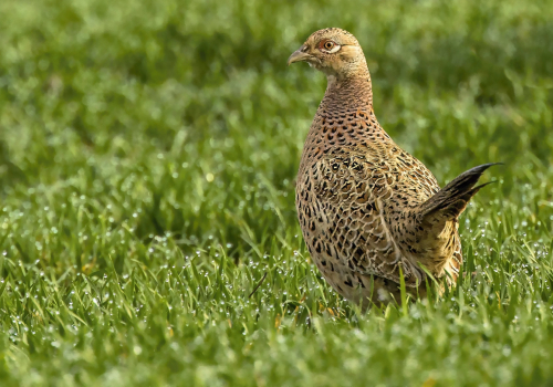Bažant obecný  (Phasianus colchicus)  D53A8765ok