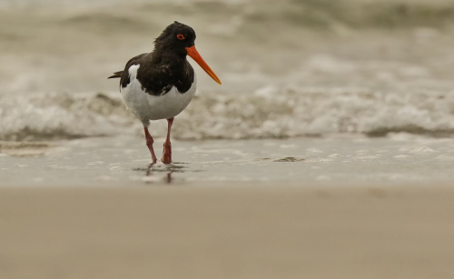 Ústřičník velký  (Haematopus ostralegus)  D53A8766ok