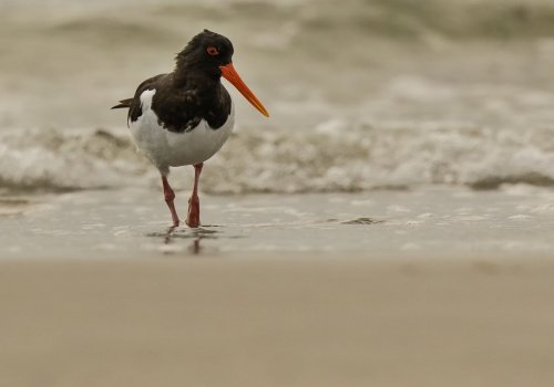 Ústřičník velký  (Haematopus ostralegus)  D53A8766ok