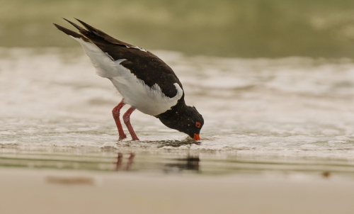 Ústřičník velký  (Haematopus ostralegus)  D53A8790ok