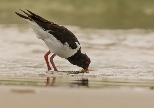 Ústřičník velký  (Haematopus ostralegus)  D53A8790ok