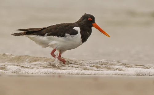 Ústřičník velký  (Haematopus ostralegus)  D53A8804ok