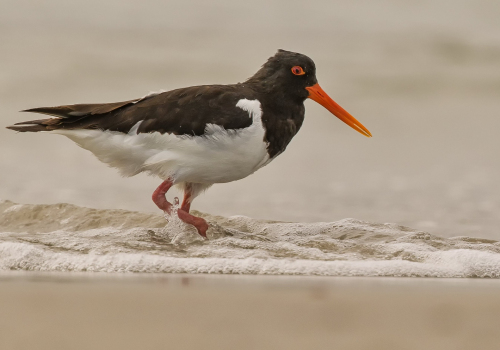 Ústřičník velký  (Haematopus ostralegus)  D53A8804ok
