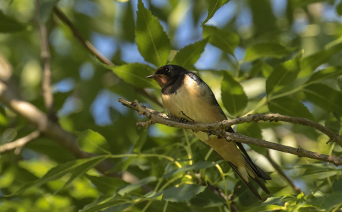 Vlaštovka obecná  (Hirundo rustica Linné, 1758)  D53A8867ok