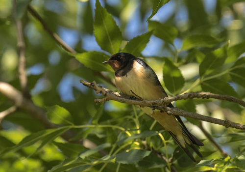 Vlaštovka obecná  (Hirundo rustica Linné, 1758)  D53A8867ok