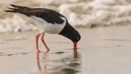 Ústřičník velký  (Haematopus ostralegus)  D53A8907ok