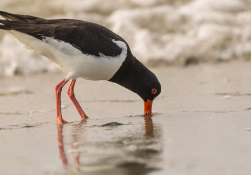 Ústřičník velký  (Haematopus ostralegus)  D53A8907ok