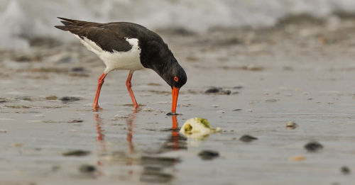 Ústřičník velký  (Haematopus ostralegus)  D53A8937ok