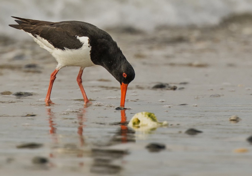 Ústřičník velký  (Haematopus ostralegus)  D53A8937ok