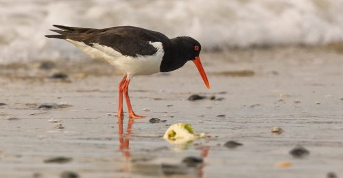 Ústřičník velký  (Haematopus ostralegus)  D53A8939ok